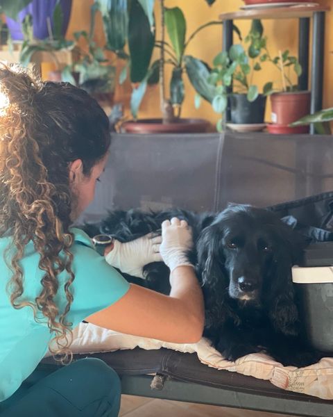 Luna atiende a un perro negro echado en su cama, en un living lleno de plantas